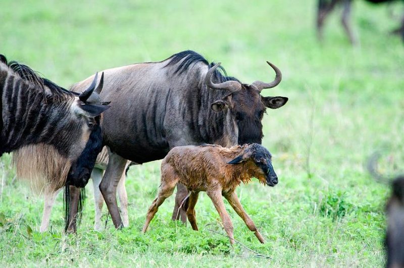 Lake Manyara National Park – Expect In Africa Safaris